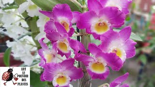 Conseils jardinage Dendrobium nobile orchidéebambouEntretien et arrosage  Plante dintérieur [upl. by Kelby]