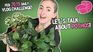 Pothos Plant Varieties  All of Mine Including Rare Ones February Daily Video 11 [upl. by Nossila357]