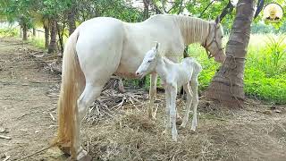 Witness this Silver Horse Nurturing Her Precious Foal with Milk 🐴💕 [upl. by Nylyaj671]