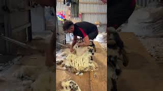 Shearing a sheep in 60 seconds [upl. by Innad983]