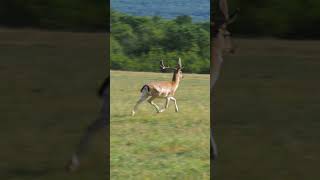 Sported dear running videos sporteddeer axisdeer cheetal shortvideo shortsfeed [upl. by Nelrsa]