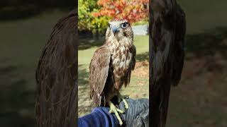 Lanner Falcon  Habibi ❤️ [upl. by Drhacir]