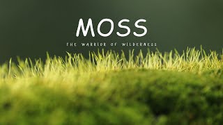 Moss  What is its role in the environment naturenatureloversfloraconservationgreenwarriors [upl. by Aikym]