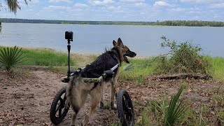 German Shepherd with Degenerative Myelopathy goes to Lake Conroe [upl. by Culhert]