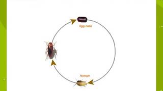 Life Cycle Of a Cockroach [upl. by Elliott]