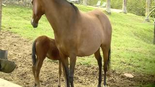 La Cria de Caballo de Paso Fino Colombiano [upl. by Jermayne]