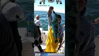 Lingcod Fishing Along The Marin Coast Outside The Golden Gate [upl. by Publius533]