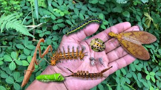 Catch the strange and terrible dobsonfly insect‼️hunting caterpillar mantises tortoise beetle [upl. by Ediva]