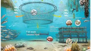 What is Integrated Multi Trophic Aquaculture [upl. by Lief515]