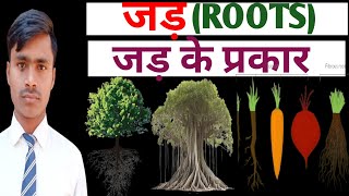 Roots in hinditypes of roots in hindiजड़जड़ के प्रकारjadjad ke prakarcomplete concept in hindi [upl. by Genny]