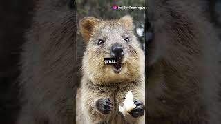 10 Whacky Facts About Quokkas [upl. by Ecirahs861]