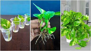 Best idea for grow money plant at home from leaves  Water propagation for gardening [upl. by Marty]