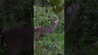 When G5 Outdoors broadheads fly… Archery Montage  Bucks [upl. by Marge]