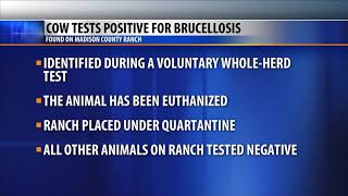 Montana cow tests positive for brucellosis [upl. by Carlton]