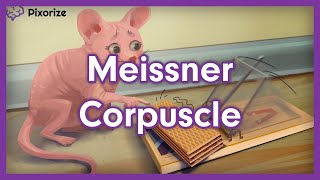 Meissner Corpuscle Mnemonic [upl. by Casie]