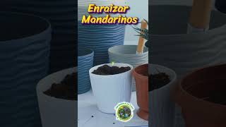 Cómo Enraizar Mandarinos en Casa Guía Paso a Paso jardineríaencasa fertilizantesnaturales [upl. by Haropizt]