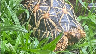 Bringing home a Indian start tortoise [upl. by Netty877]