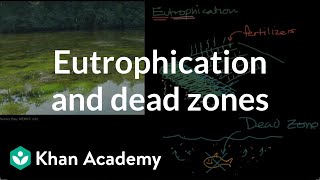 Eutrophication and dead zones  Ecology  Khan Academy [upl. by Ayaladnot]