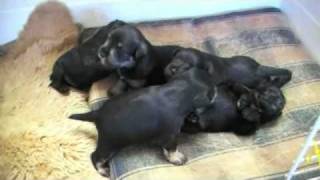 Miniature Schnauzer Puppies 18 Days Old [upl. by Birchard]