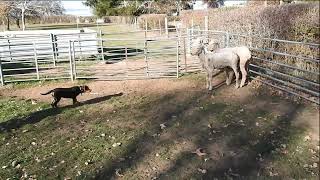 Casterton working dog auction 2024  Jonny  Lot 50 [upl. by Mayap]