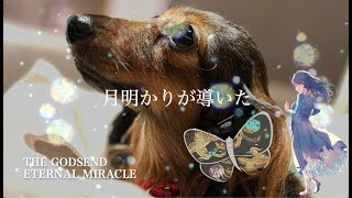 【AIめろう】神からの贈り物／The Godsend  Eternal Miracle  【オリジナル曲】 [upl. by Elston]