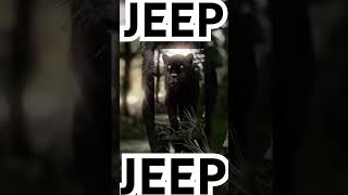 JEEP CAR 🚨🚨🚨🚨🚨🚨🚨 [upl. by Parthen]