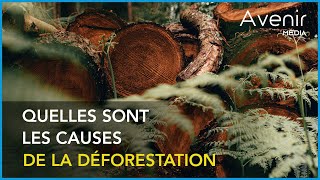 Les causes de la déforestation [upl. by Anitroc]