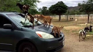 Baby Goats jumping on my car [upl. by Kcerred375]