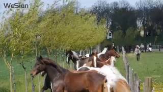 Paarden de wei op  Horses out to pasture [upl. by Nimesay]