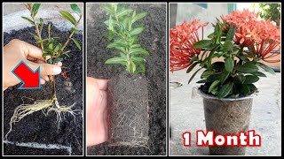 Ashoka flower cuttings for fast flowering [upl. by Edac]