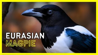 Eurasian Magpie The Amazing Bird That Can Solve Puzzles [upl. by Pontius]