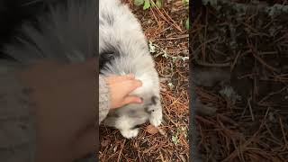 Beautiful Blue Merle Aussie Puppy [upl. by Paxton]