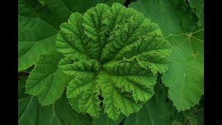 Botanischer Garten Tübingen  Das Mammutblatt oder auch der RiesenRhabarber [upl. by Anyahs]