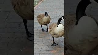 geesesounds goosesounds geesehonking goosehonking canadageesehonking geese [upl. by Shantha]