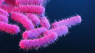 Learn about Shigellosis and its Medical Implications 3 Minutes [upl. by Aihseyn]