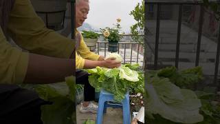 Potted Chinese Cabbage cabbage rurallife garden gardening vegetables agriculture plantingtips [upl. by Ainud]