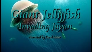 Giant Jellyfish Invading Japan [upl. by Amadeus835]