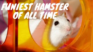 Funny Hamster Fails 2019  Hamster Wheel Fail On Exercise Wheel [upl. by Bausch]