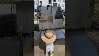 goodhelpercute shortvideo dog doglover cutebaby [upl. by Edyaw]