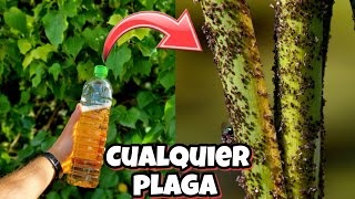 Como DETENER CUALQUIER PLAGA o BICHO con este insecticida Casero para Plantas y Jardín Sin AJO [upl. by Huebner]