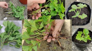 GERANIUM र PELARGONIUM को बिरुवाहरूलाई कसरी रोप्नु र CARE गर्नु [upl. by Josias248]