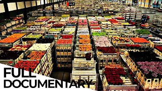 Billion Dollar Flower Market  ENDEVR Documentary [upl. by Airetal120]