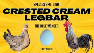 Crested Cream LegBar  Blue Laying Wonder chicken homestead [upl. by Phillipe]