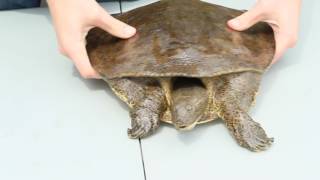 Eastern Spiny Soft Shell Turtle Facts [upl. by Akisey383]