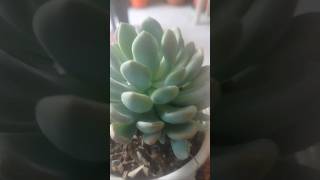 How to Propagate Succulent Plant [upl. by Yroc]