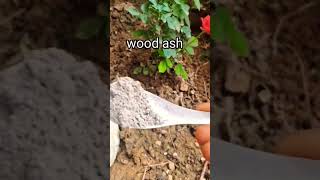 Rose plant best growth homemade fertilizer [upl. by Eimmis]