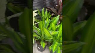 Dracaena Fragrans  Cornstalk Dracaena  Shorts  Cool Places [upl. by Jacobina]