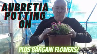 Aubretia Potting On Gardening Allotment Home Growing Veg amp Flowers [upl. by Ait]