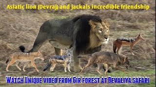 Watch Unique video  Asiatic lion Devraj and jackals incredible friendship in Gir forest at Devaliya [upl. by Aggappe]