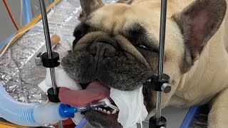 Live stream  Brachycephalic airway surgery in a French Bulldog [upl. by Inatirb]